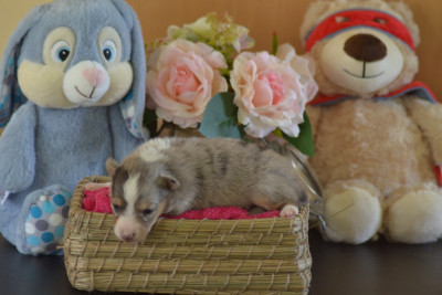 Bleu merle fifille