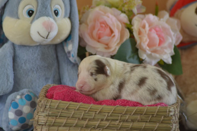 Rouge merle