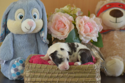 Bleu merle