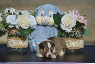 Chiot N°6