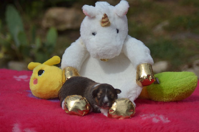 CHIOT