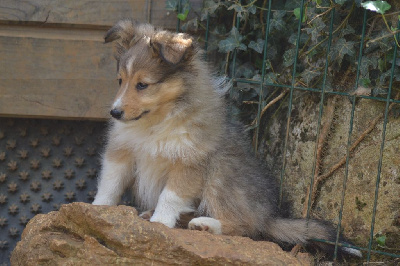 Truffy de la colline d'ans 
