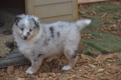 CHIOT
