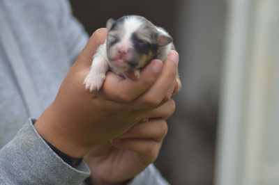 CHIOT 2