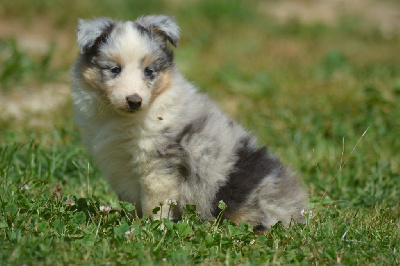 CHIOT