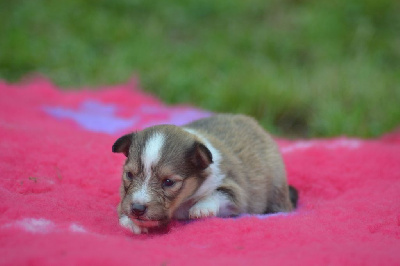 CHIOT