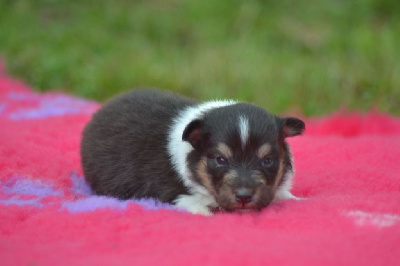 CHIOT