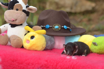 CHIOT