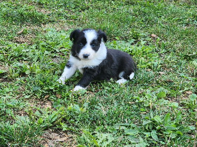 CHIOT