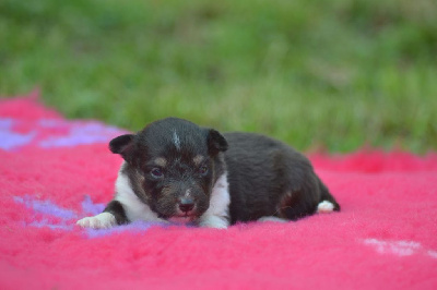 CHIOT