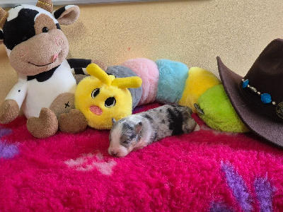 CHIOT