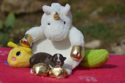 CHIOT