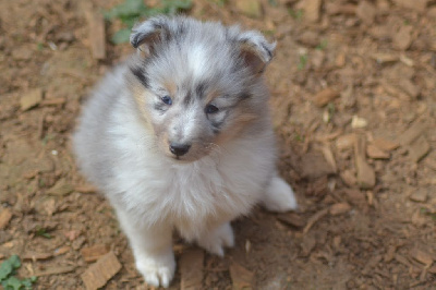 CHIOT