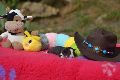CHIOT