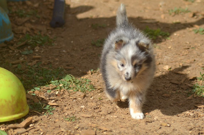 CHIOT
