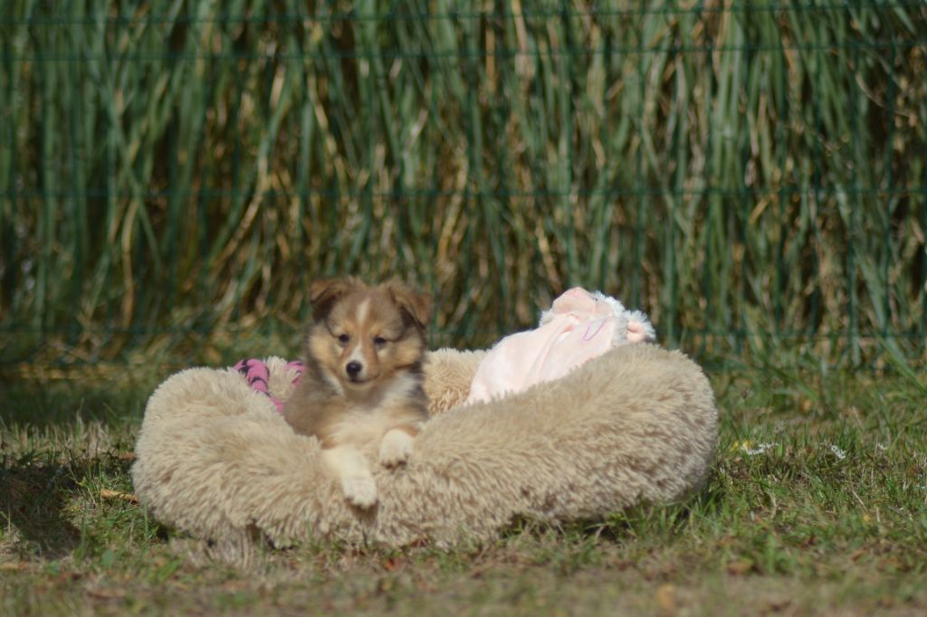 De La Colline d'Ans - Chiots disponibles - Shetland Sheepdog
