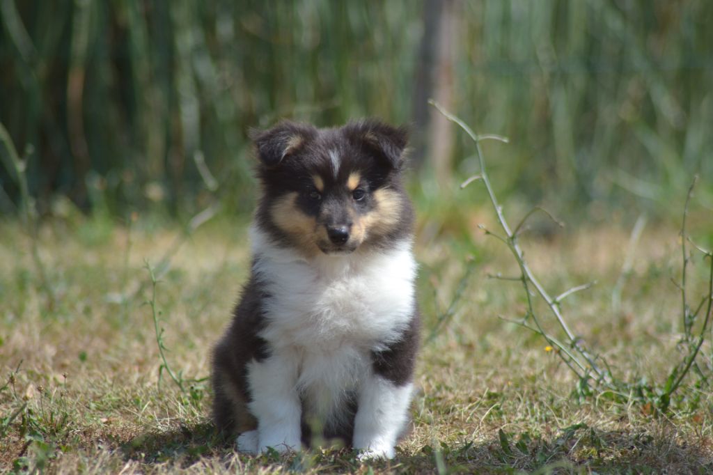 De La Colline d'Ans - Chiots disponibles - Shetland Sheepdog