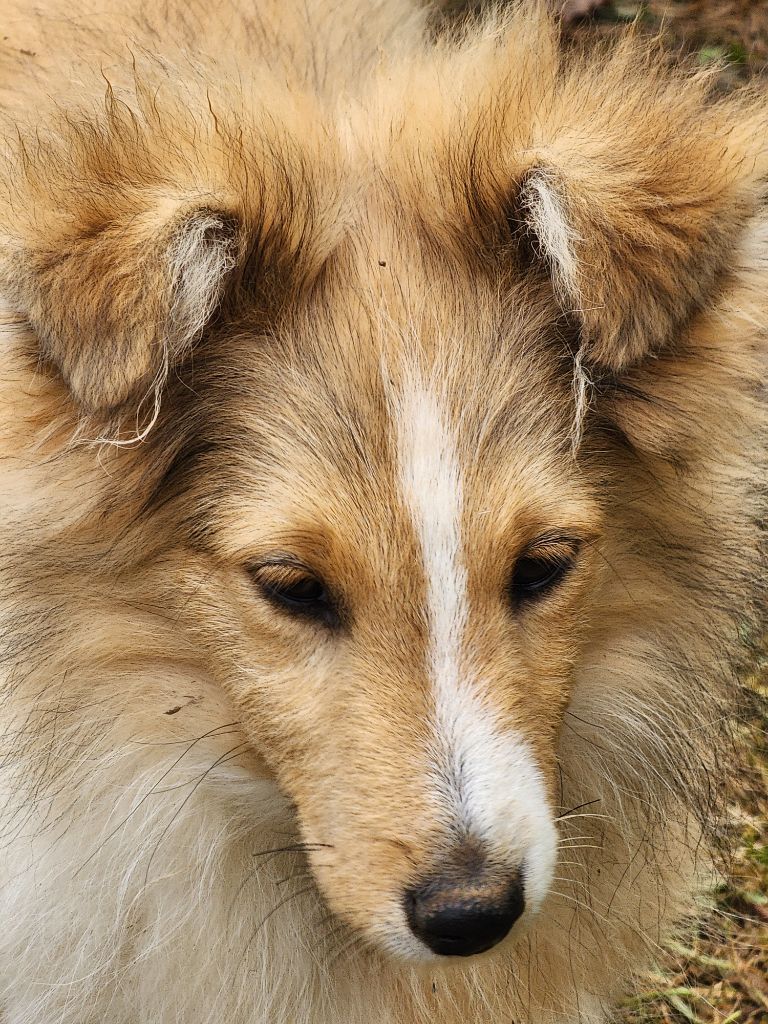 De La Colline d'Ans - Shetland Sheepdog - Portée née le 19/05/2024