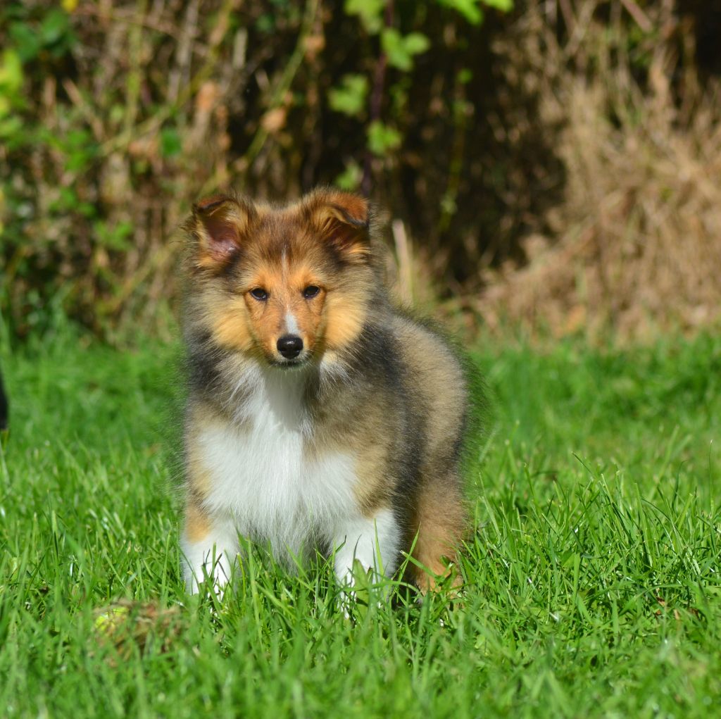 De La Colline d'Ans - Shetland Sheepdog - Portée née le 10/07/2025