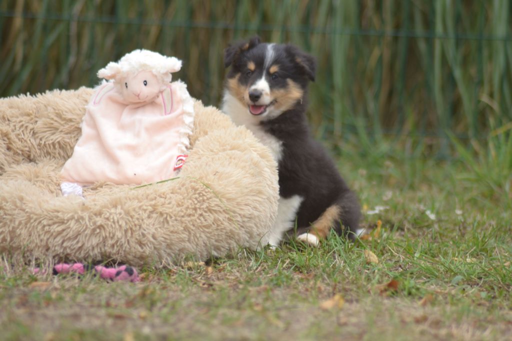 De La Colline d'Ans - Chiots disponibles - Shetland Sheepdog