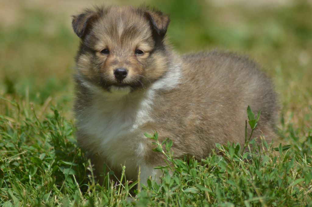 De La Colline d'Ans - Chiots disponibles - Shetland Sheepdog