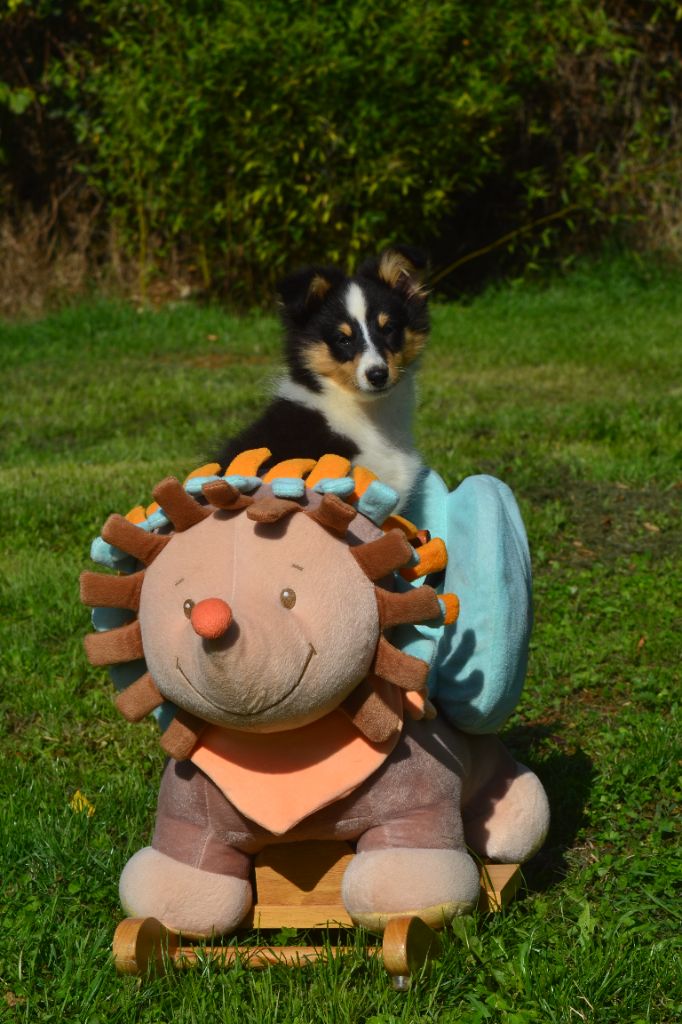 De La Colline d'Ans - Chiots disponibles - Shetland Sheepdog