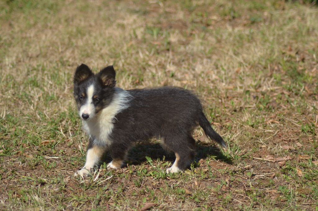 Tigrou de la colline d'ans