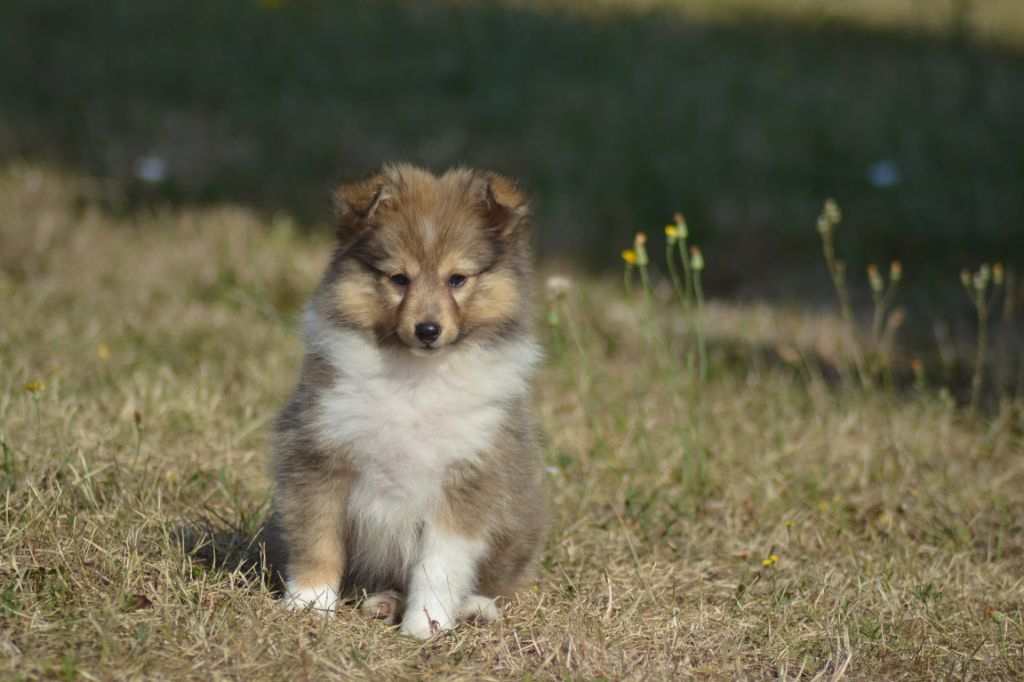 De La Colline d'Ans - Chiots disponibles - Shetland Sheepdog
