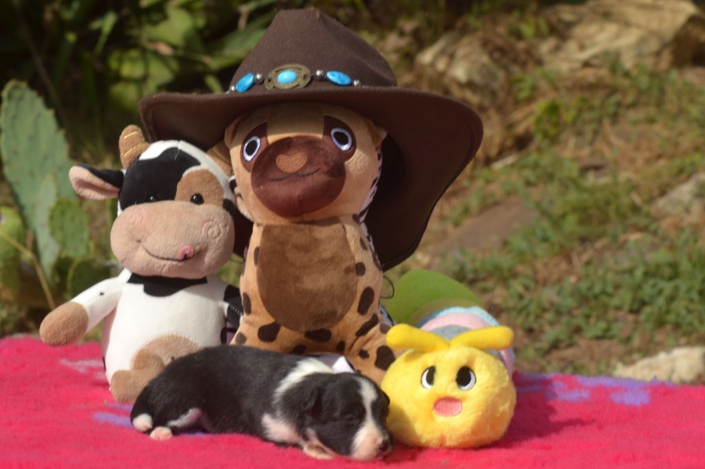 De La Colline d'Ans - Chiots disponibles - Border Collie