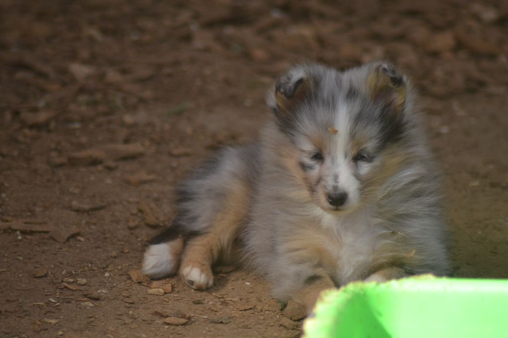 De La Colline d'Ans - Shetland Sheepdog - Portée née le 06/03/2024