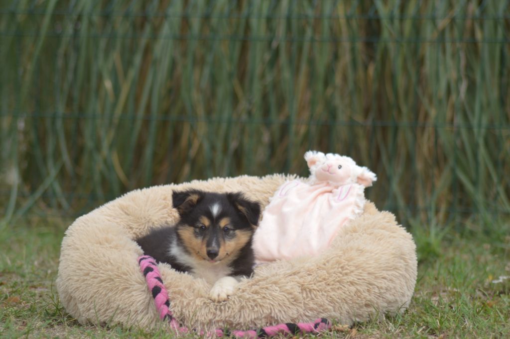 De La Colline d'Ans - Chiots disponibles - Shetland Sheepdog