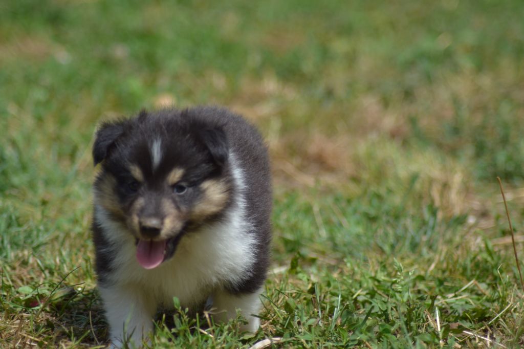 De La Colline d'Ans - Chiots disponibles - Shetland Sheepdog
