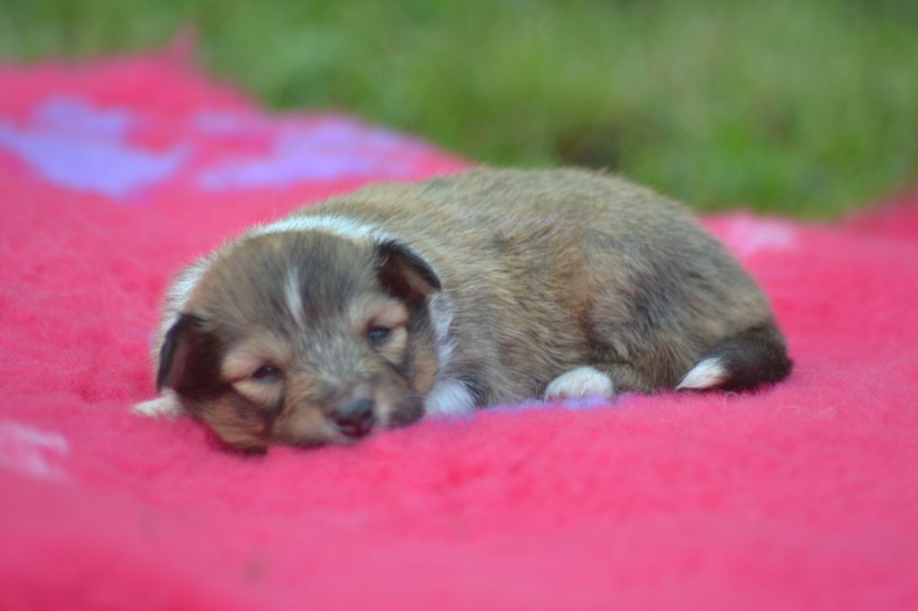 De La Colline d'Ans - Chiots disponibles - Shetland Sheepdog