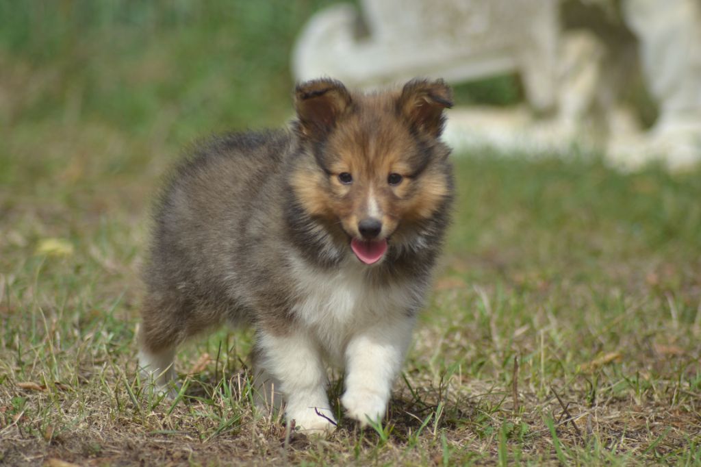 De La Colline d'Ans - Chiots disponibles - Shetland Sheepdog