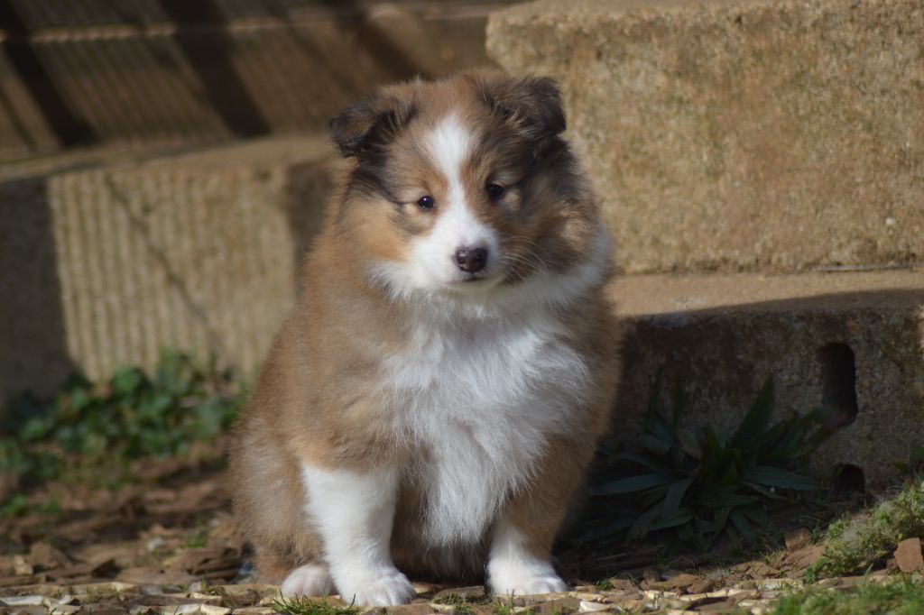 De La Colline d'Ans - Shetland Sheepdog - Portée née le 15/01/2025