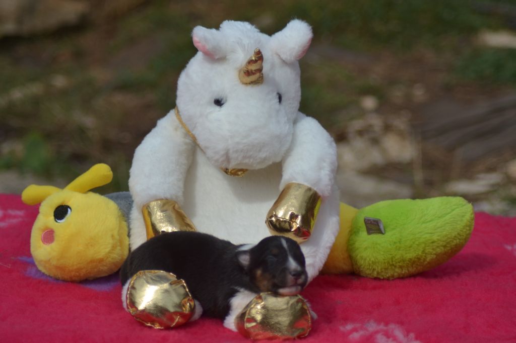 De La Colline d'Ans - Chiots disponibles - Shetland Sheepdog